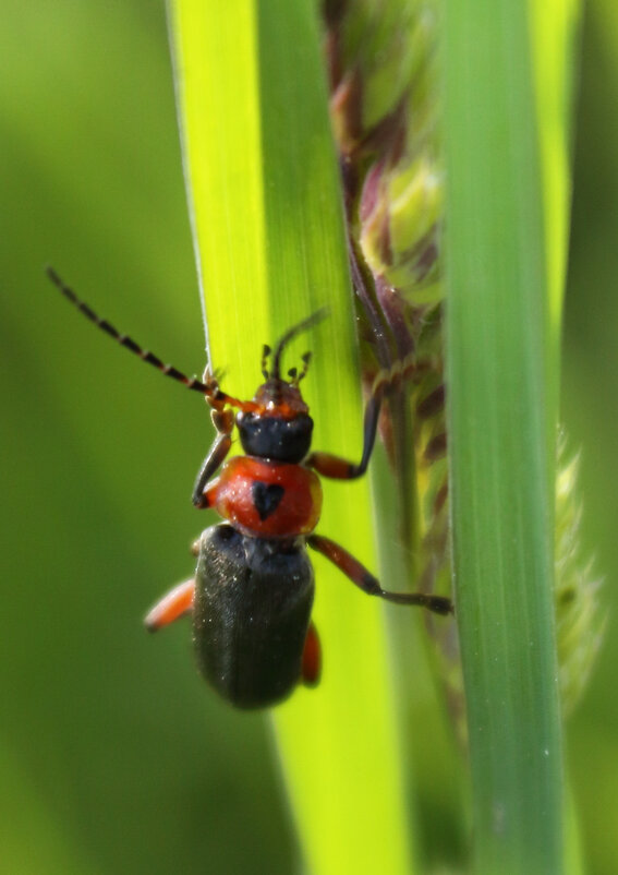 даже у букашки есть сердце... - Александр Кольцов