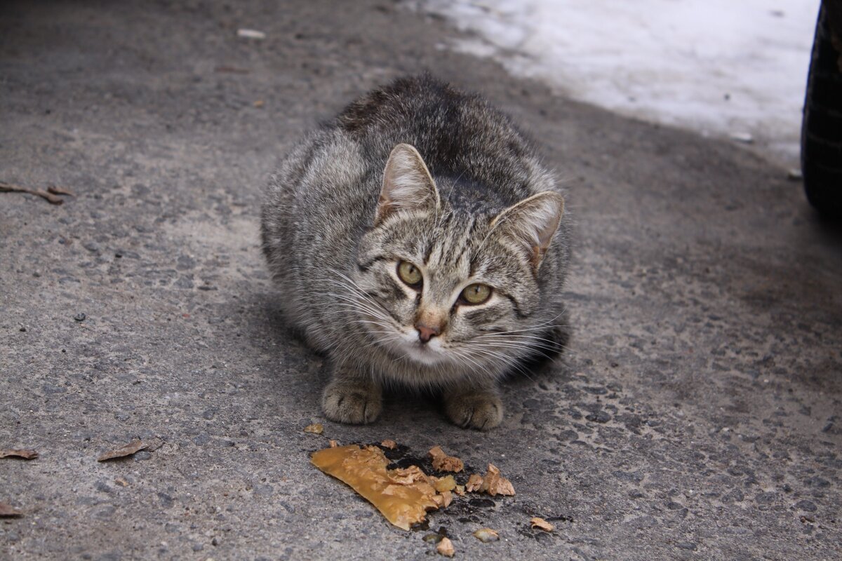 ... - Александр Кольцов