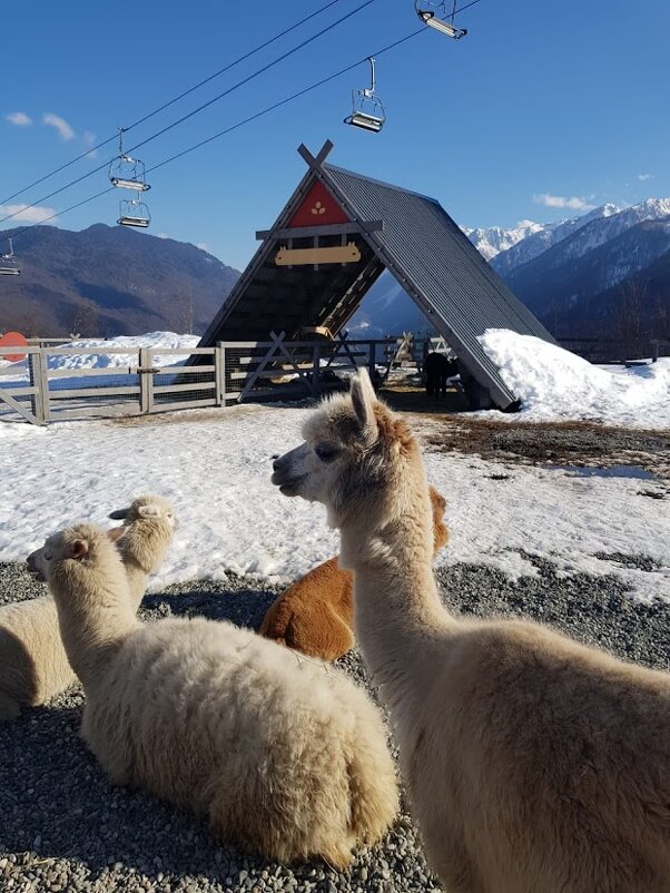 Парк АЛЬПАК. Роза хутор - Tata Wolf