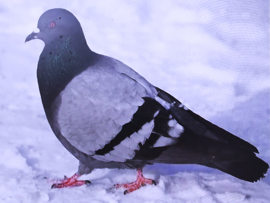 Красавчик прилетел - Людмила Смородинская