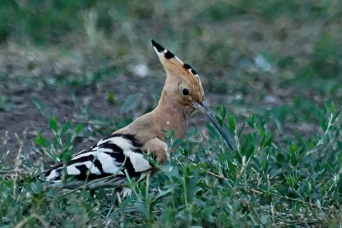 из серии " Когда я был в станице...УДОД..." - Николай Саржанов из серии " Когда я был в станице...УДОД..." - Николай Саржанов