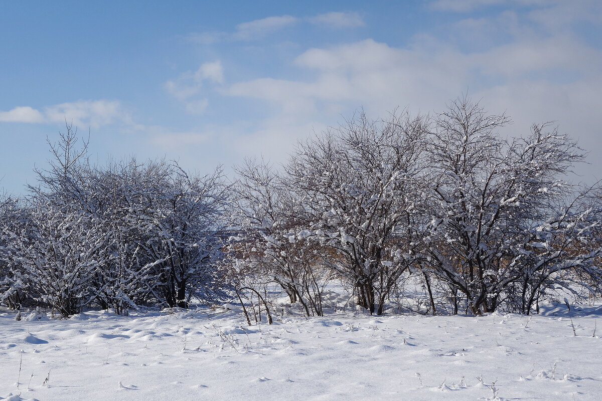 Побережье Калининградского залива - Рита Симонова Побережье Калининградского залива - Рита Симонова
