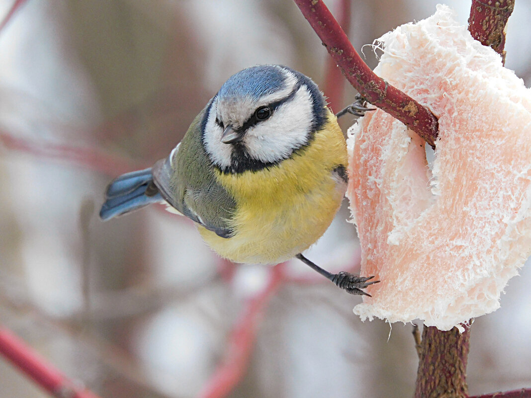 Лазоревка - Лина Лазоревка - Лина