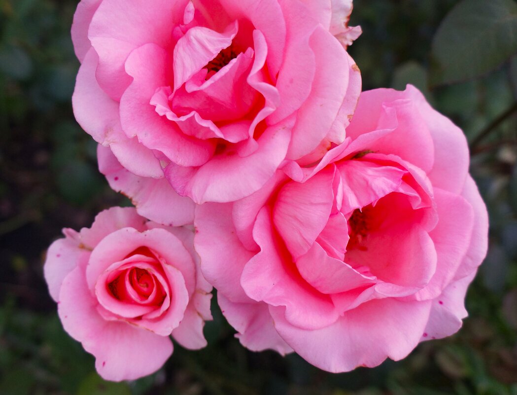 PRO розы... - Алёна Савина