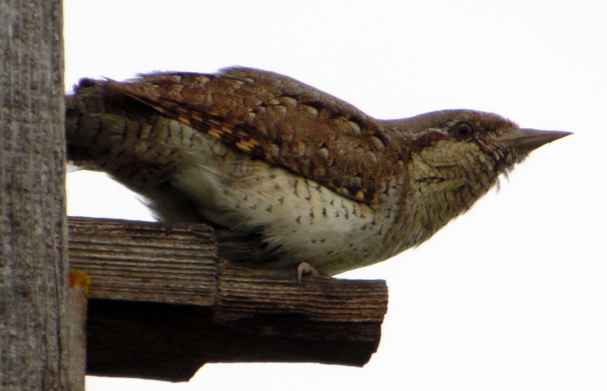 Вертишейка. - nadyasilyuk Вознюк