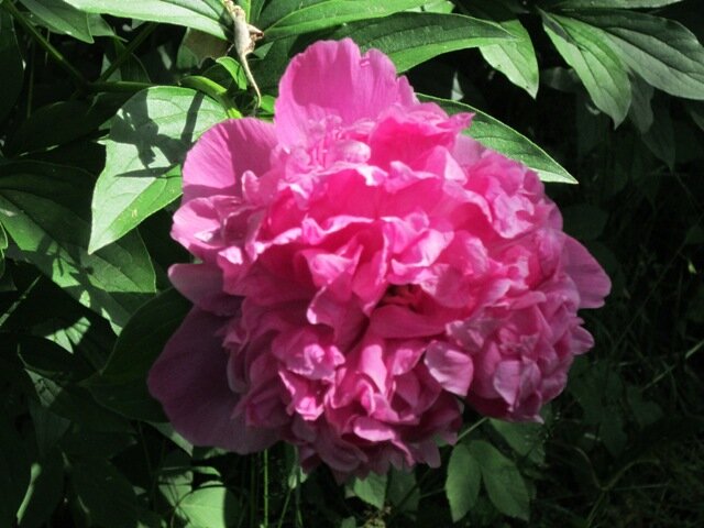 Пион - Дмитрий Никитин Пион - Дмитрий Никитин