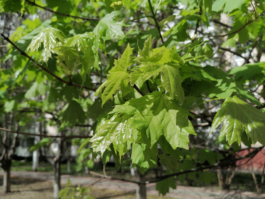 ,,, - Сергей Тимоновский
