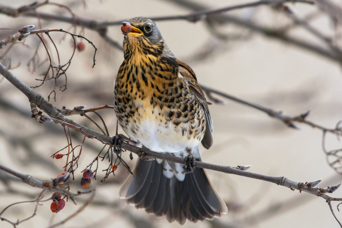 ****** - Виталий Емельянов ****** - Виталий Емельянов
