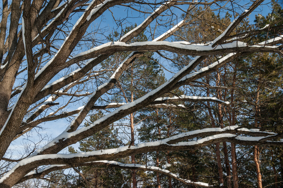 Вчерашний день - Игорь Сикорский