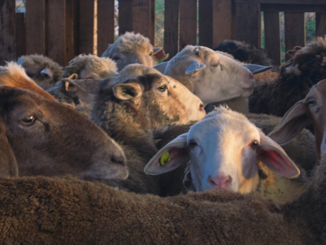 . - Александр Хоменко