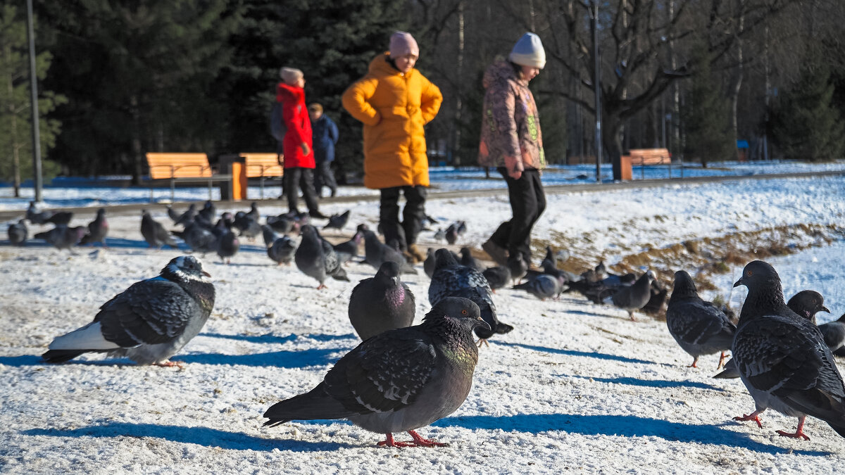 Люди и Птицы - юрий поляков