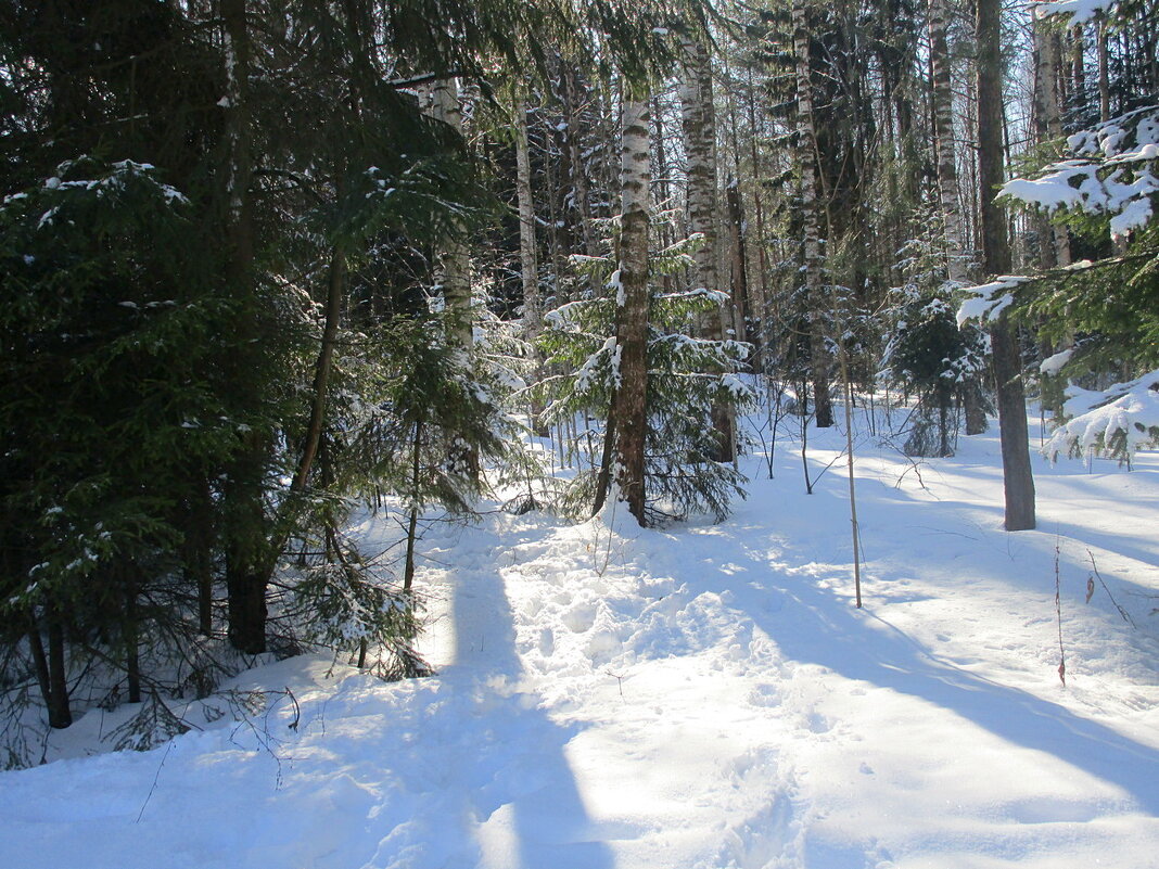 Зимний лес. - Ольга Довженко Зимний лес. - Ольга Довженко