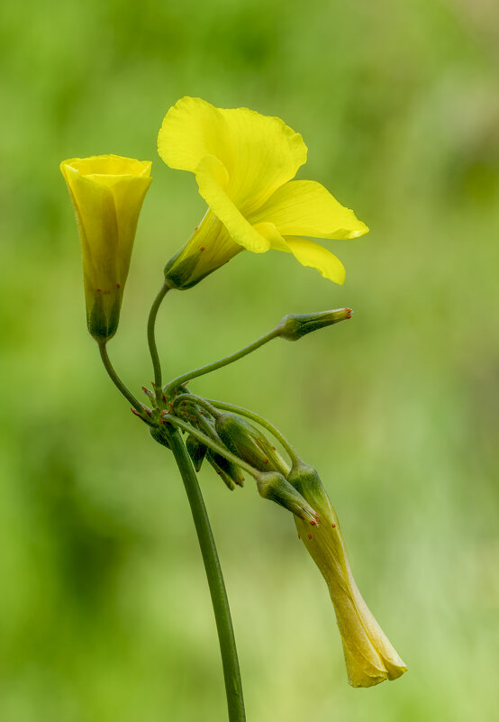 Кислица козья (лат.Oxalis pes caprae). - Александр Григорьев Кислица козья (лат.Oxalis pes caprae). - Александр Григорьев