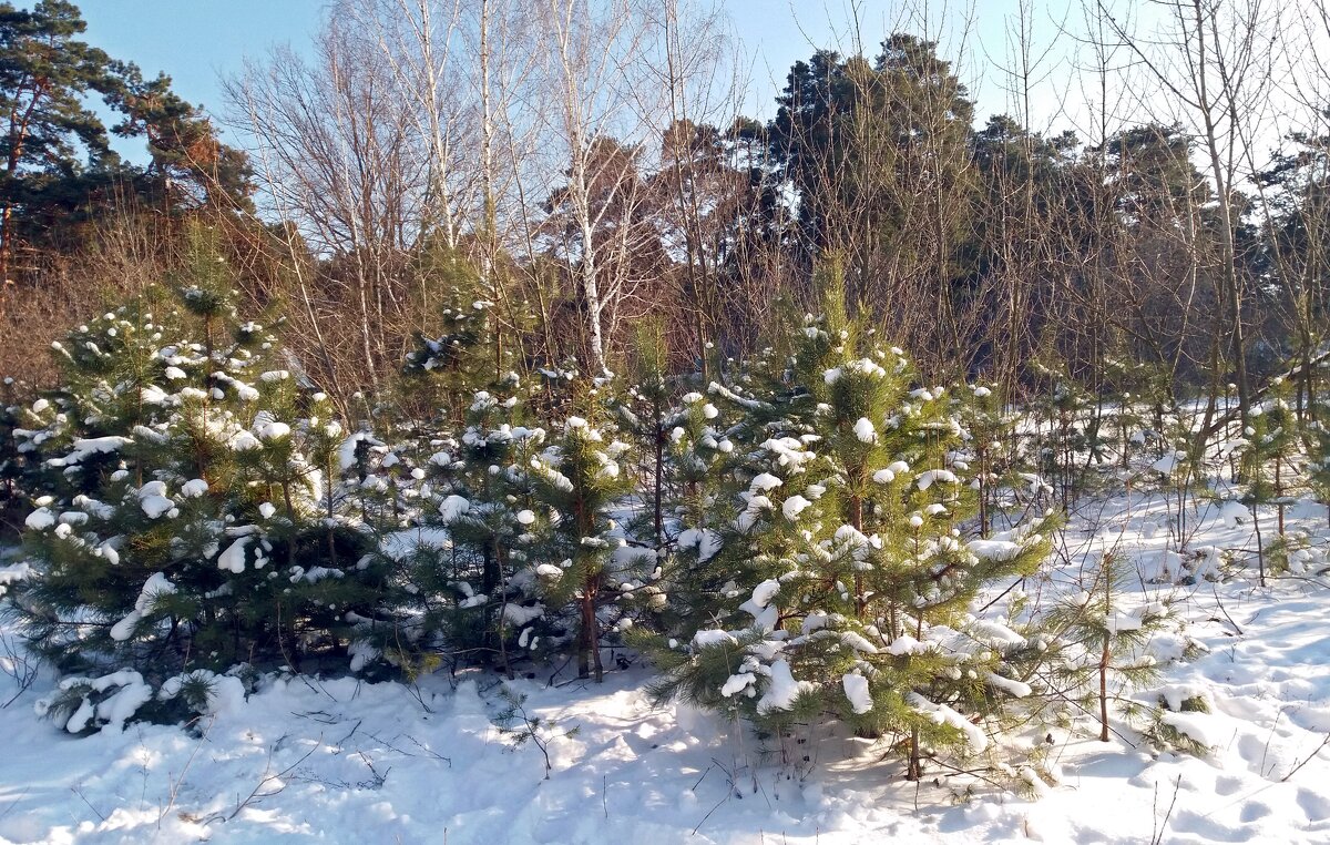 Февральский день - Galina Solovova Февральский день - Galina Solovova