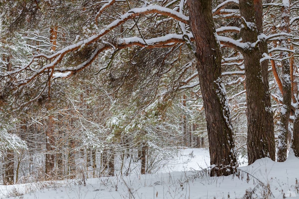 Прогулка по зимнему лесу - Александр Синдерёв