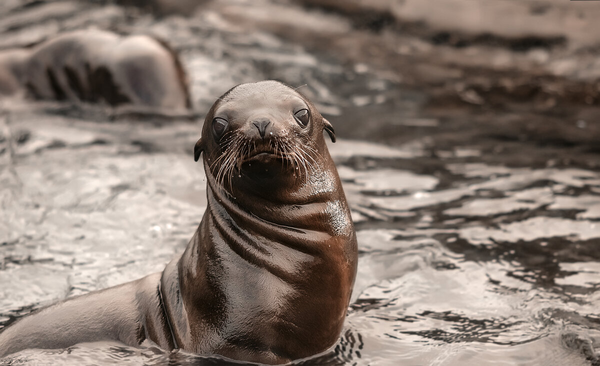ВЗГЛЯД - Александр 