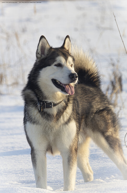 Ярик - leff Postnov Ярик - leff Postnov