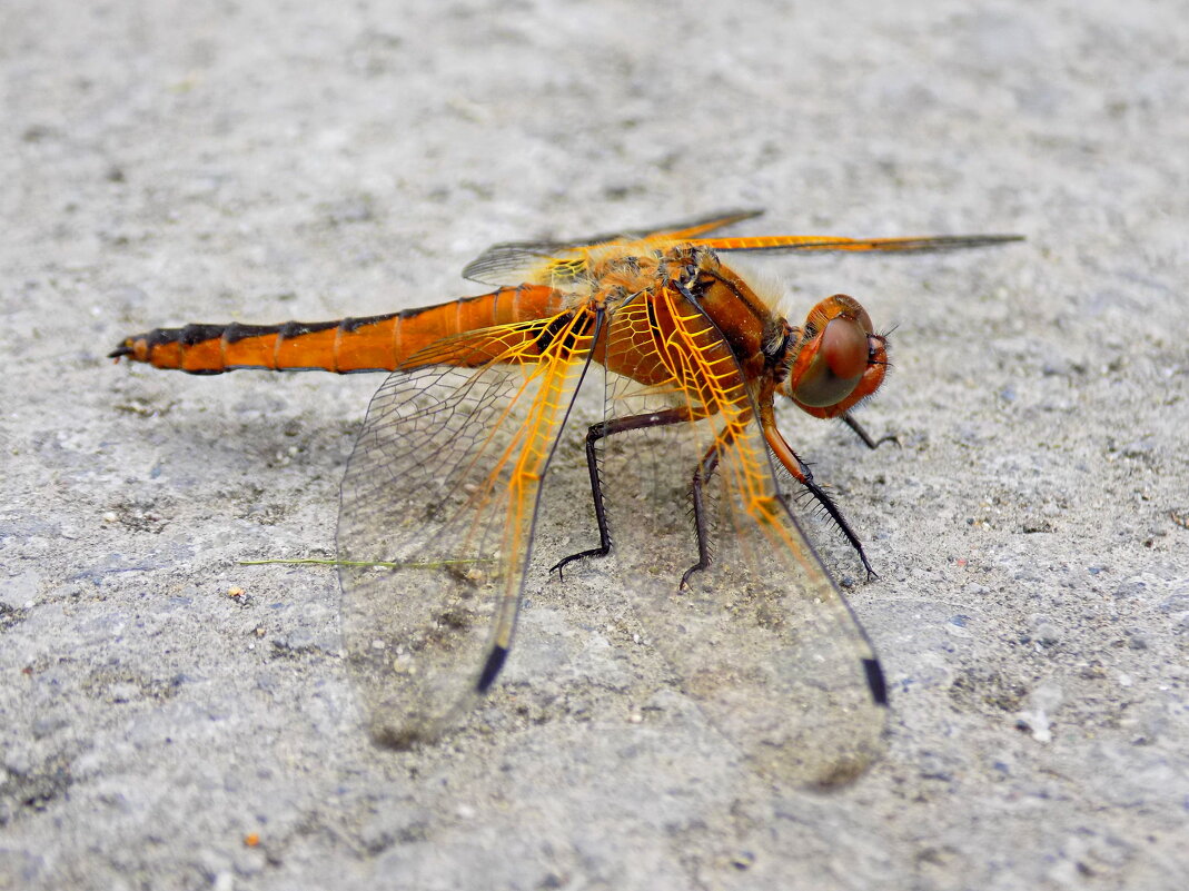 Рыжая стрекоза перед дождём... - Константин Штарк Рыжая стрекоза перед дождём... - Константин Штарк