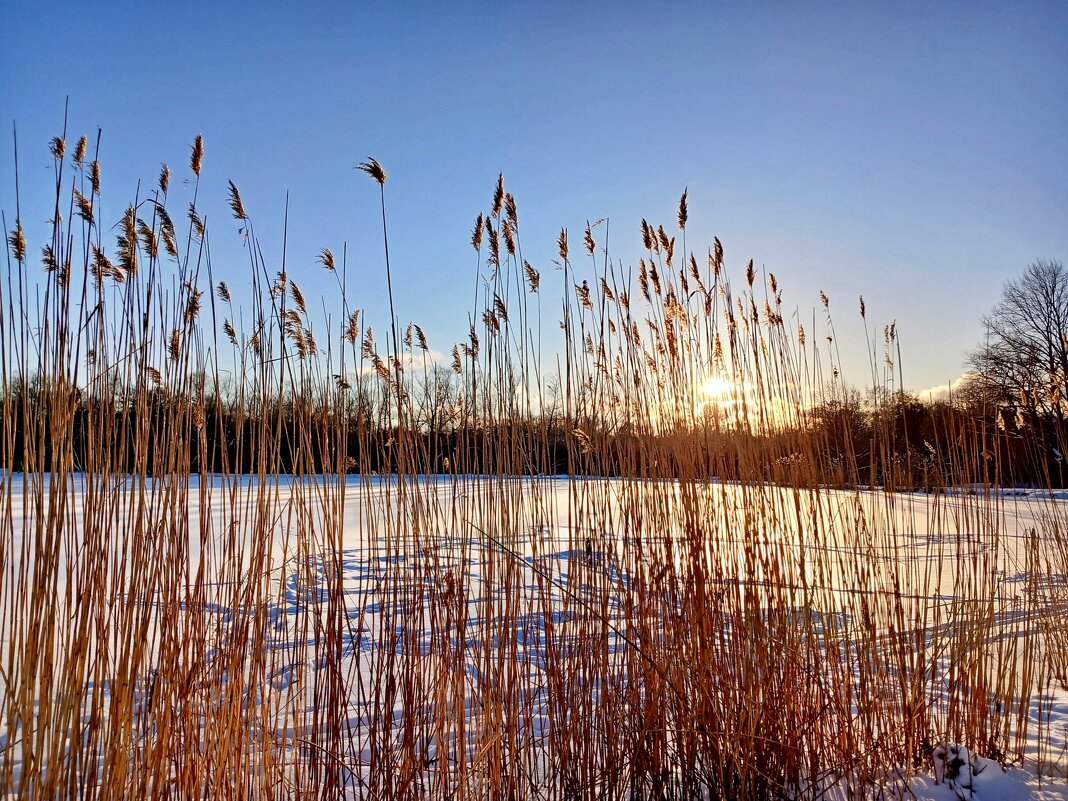 Взгляд сквозь камыши. - Лия ☼ Взгляд сквозь камыши. - Лия ☼