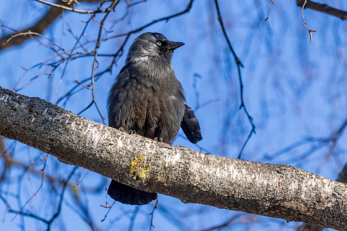 Славная была драка. - Анатолий. Chesnavik. Славная была драка. - Анатолий. Chesnavik.