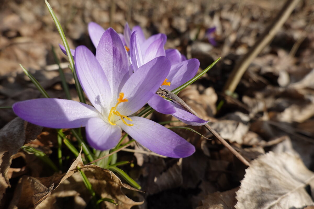 Нежная хрупкость февраля... - Галина 