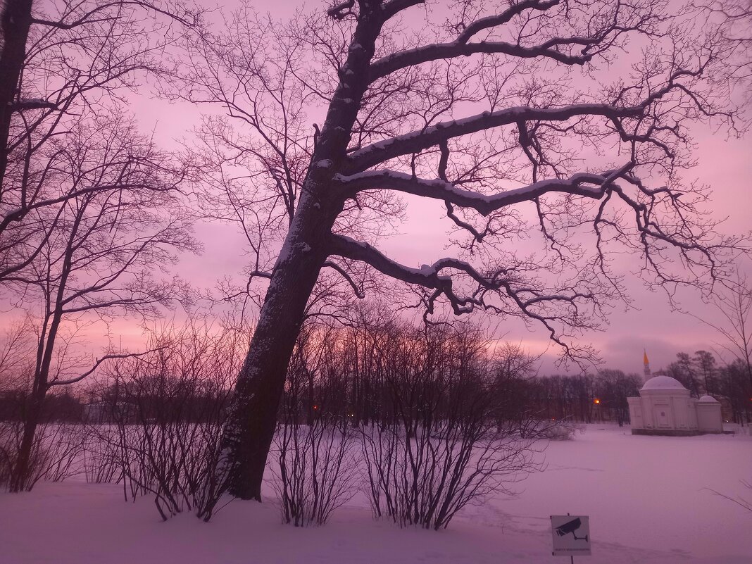 Рассвет - Сапсан 