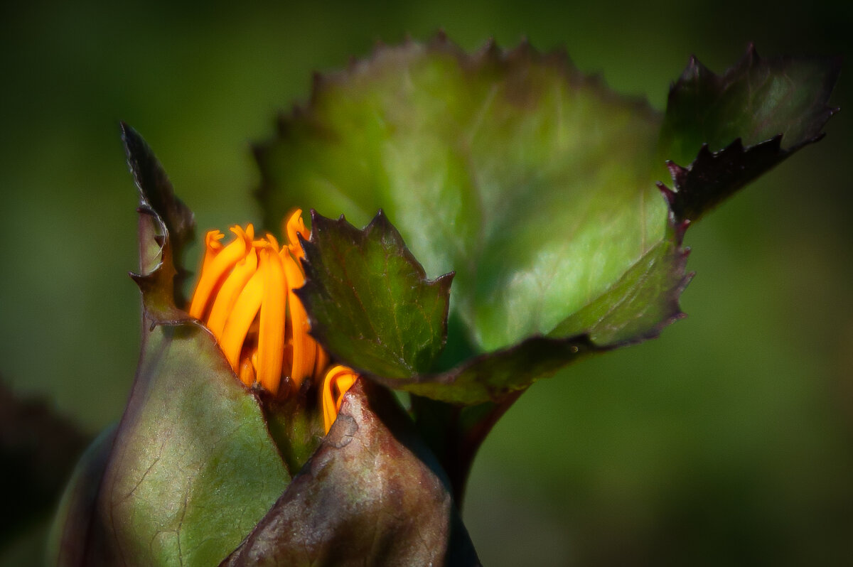 *** - Prinz Eugen *** - Prinz Eugen