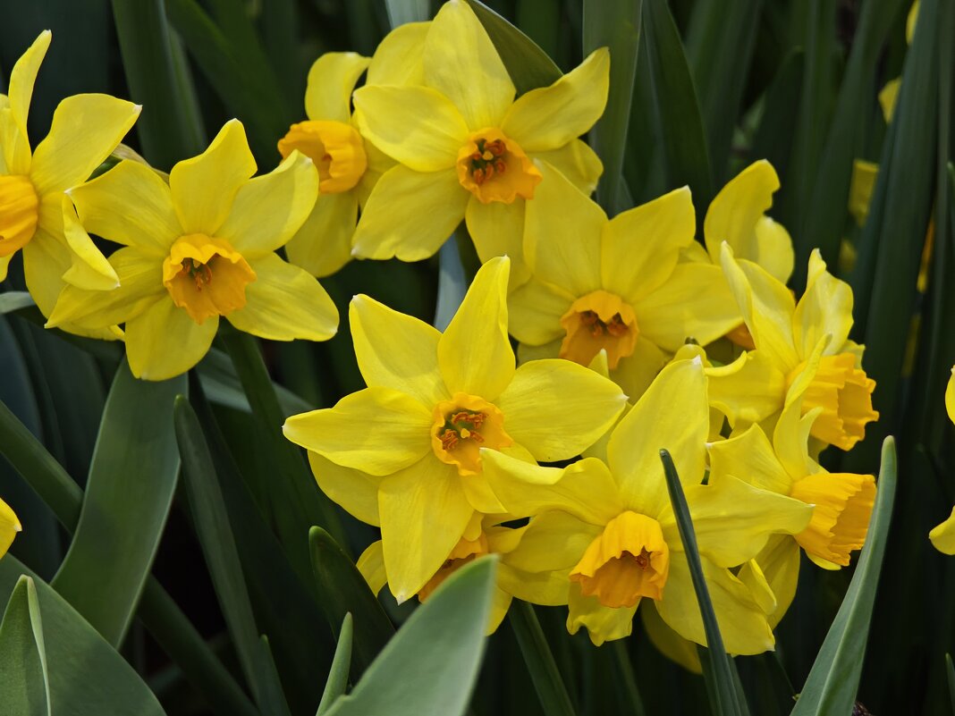 Нарциссы - Репетиция весны в Аптекарском огороде - <<< Наташа >>> Нарциссы - Репетиция весны в Аптекарском огороде - <<< Наташа >>>