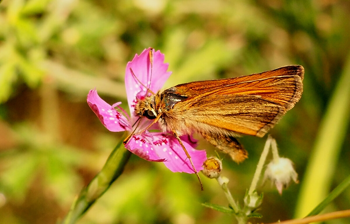 опять про бабочек 383 - Александр Прокудин опять про бабочек 383 - Александр Прокудин