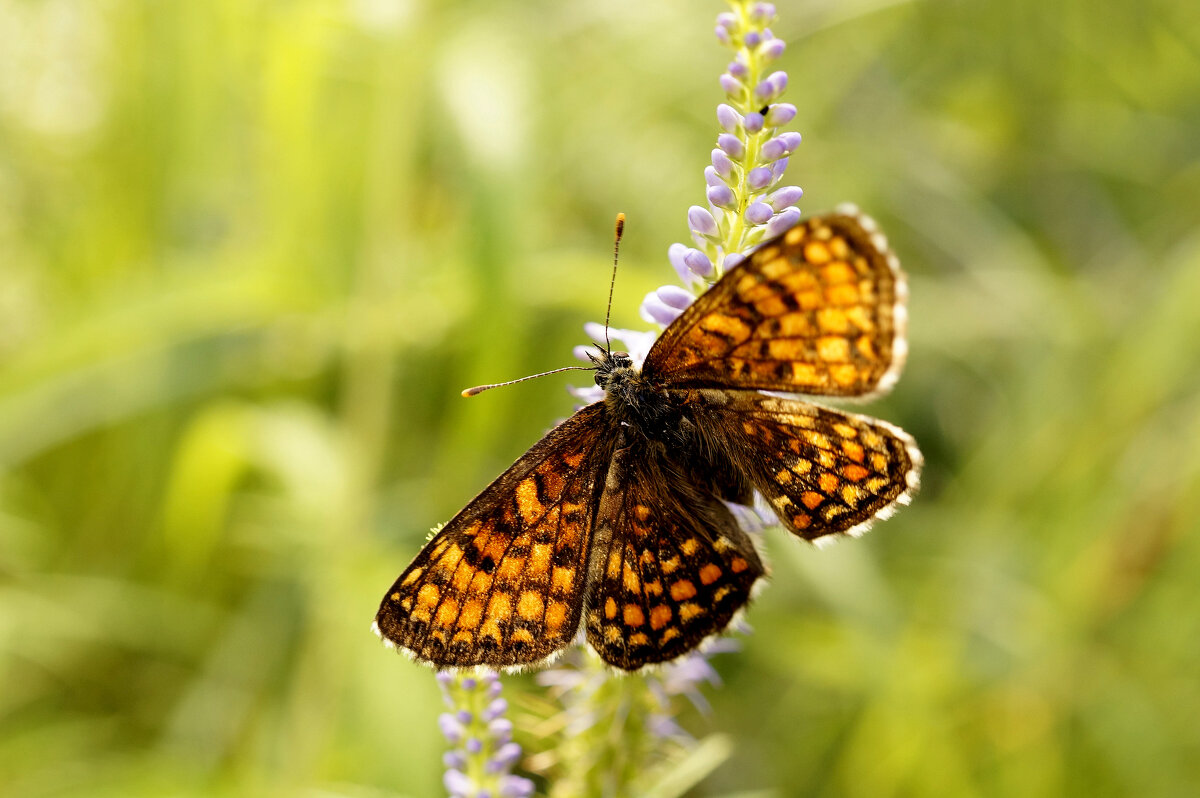 опять про бабочек 387 - Александр Прокудин опять про бабочек 387 - Александр Прокудин