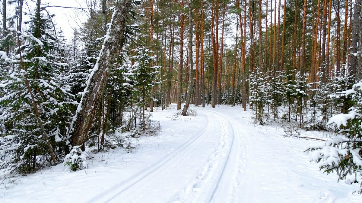 Зимний лес. - Милешкин Владимир Алексеевич Зимний лес. - Милешкин Владимир Алексеевич