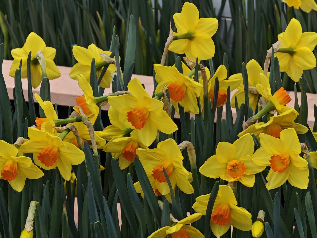 Нарциссы - Репетиция весны в Аптекарском огороде - <<< Наташа >>> Нарциссы - Репетиция весны в Аптекарском огороде - <<< Наташа >>>