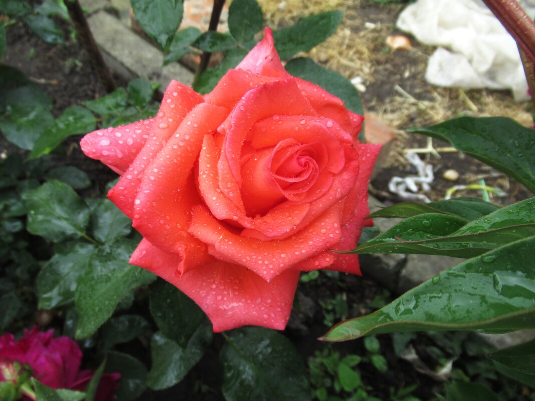 Розы... розы... - viach 