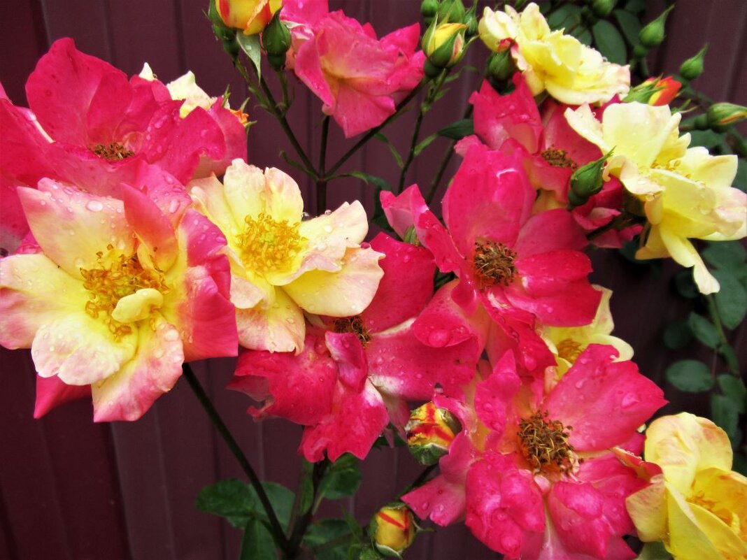 Розы... розы... - viach 