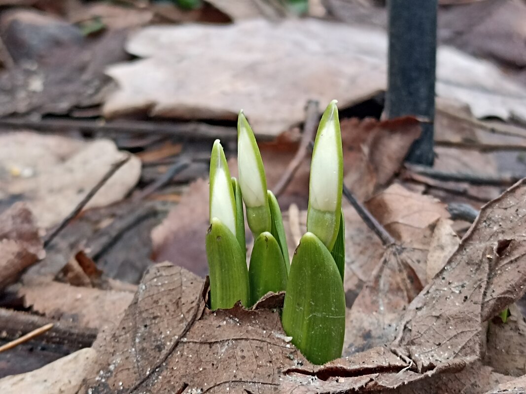 В ожидании весны - Pippa В ожидании весны - Pippa