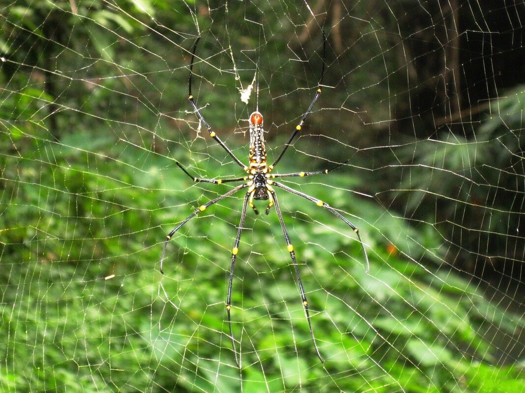 Паучок - ирина 