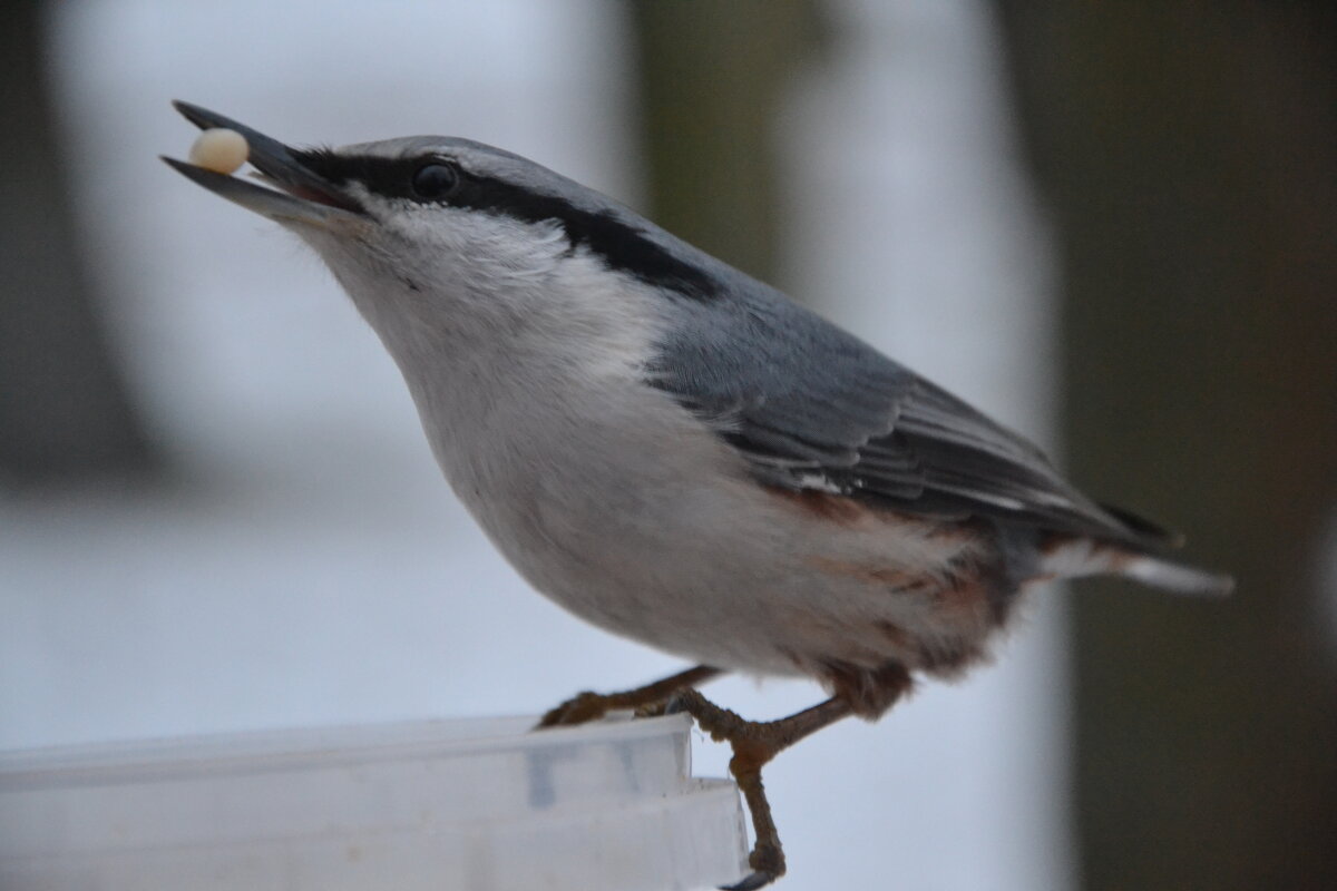 Красавец поползень. - Надежда 