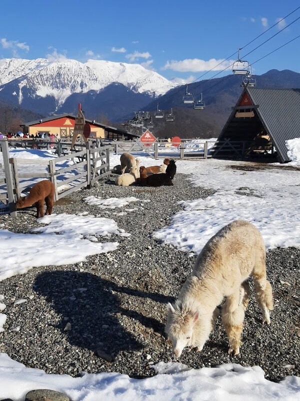 Парк АЛЬПАК. Роза хутор - Tata Wolf