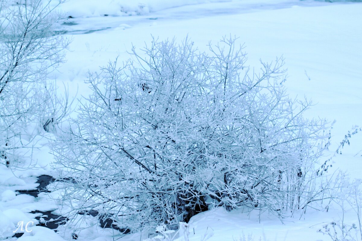 Морозная вязь - Любовь Сахарова