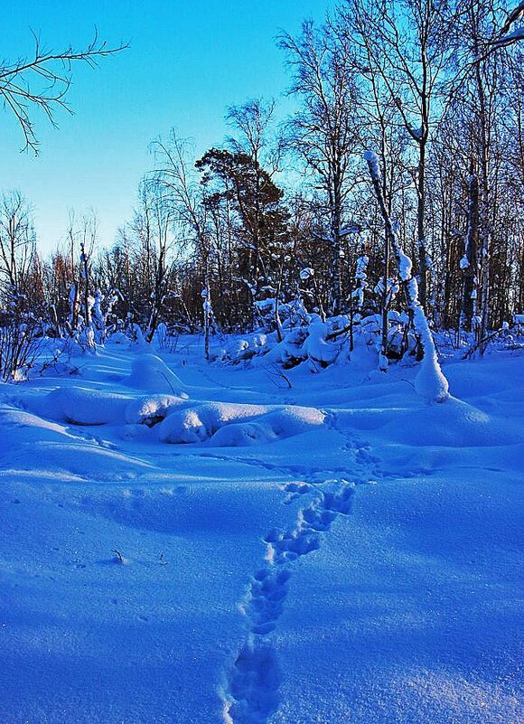 Левобережье Юганской Оби. Прыжок зверя по глубокому снегу! - Владимир Левобережье Юганской Оби. Прыжок зверя по глубокому снегу! - Владимир