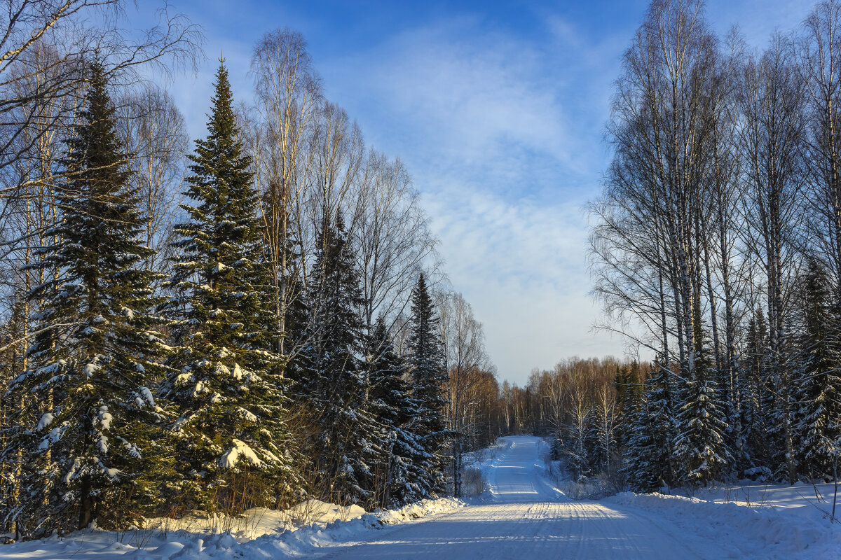 Дорога в тайге - Сергей Борисович Дорога в тайге - Сергей Борисович