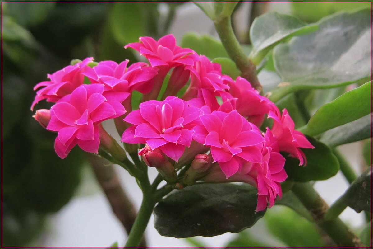 на февральском подоконнике - Сеня Белгородский на февральском подоконнике - Сеня Белгородский