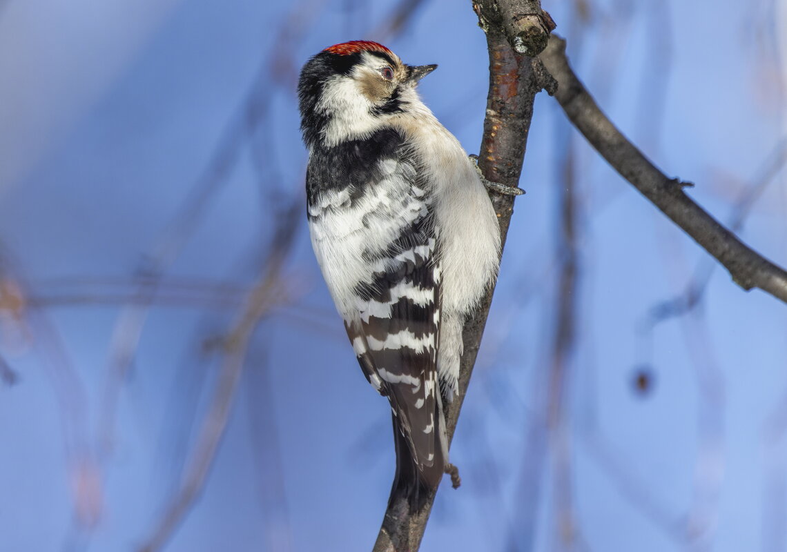 малый пестрый дятел. - юрий макаров