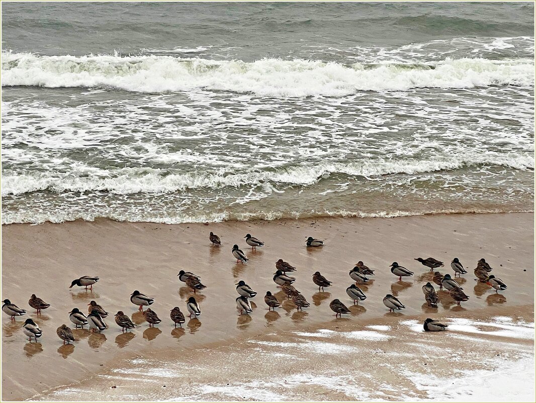 Февраль на Балтике. - Валерия Комова Февраль на Балтике. - Валерия Комова