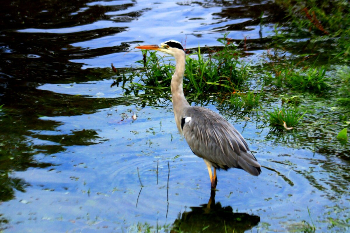 Про цаплю - Юрий. Шмаков
