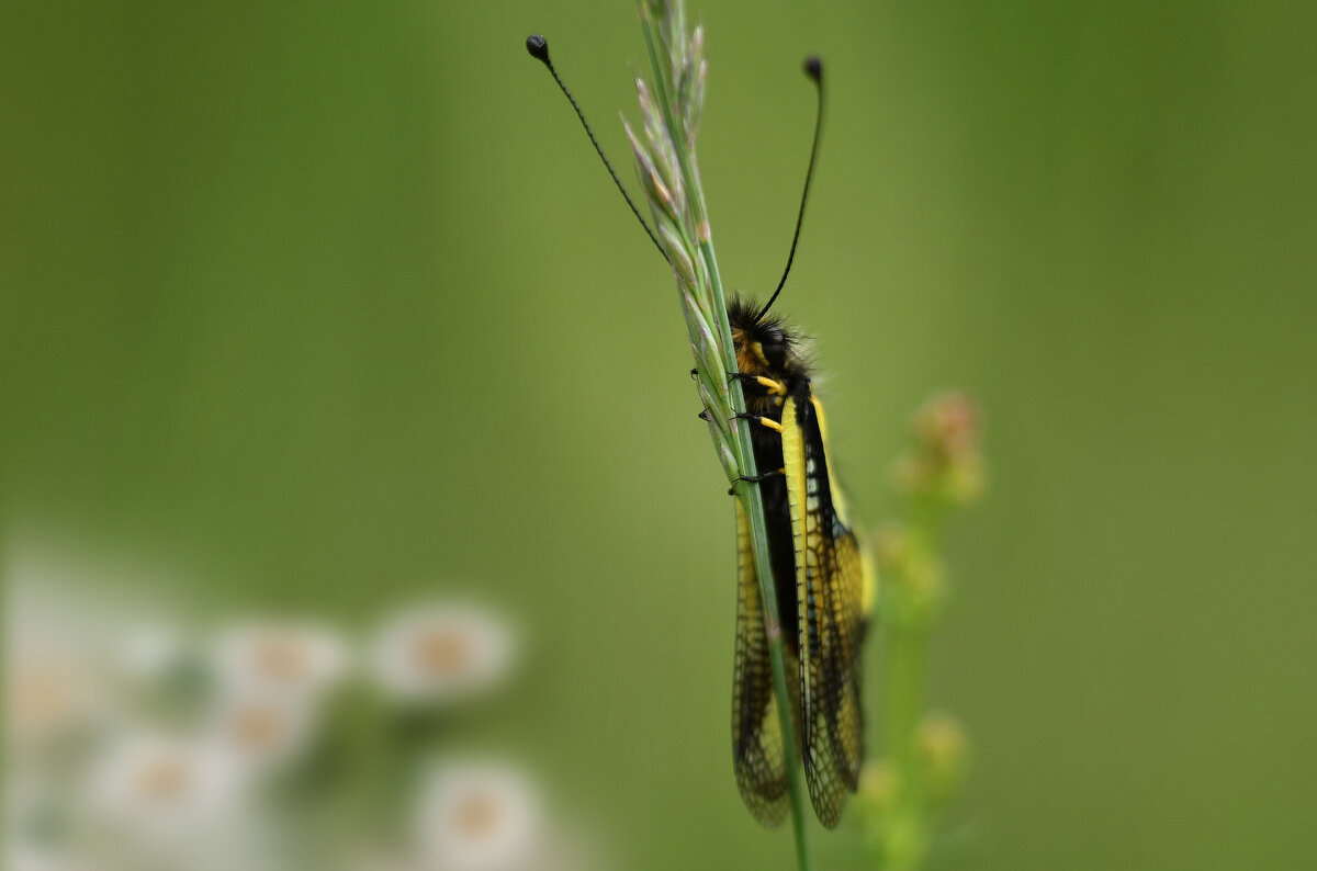 Следит...) - Лилия .