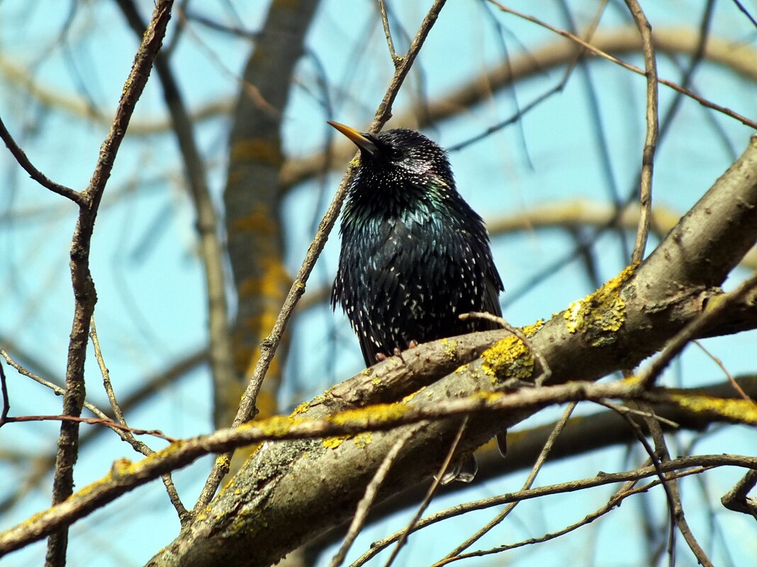 Скворушка - Зоя Мишина Скворушка - Зоя Мишина