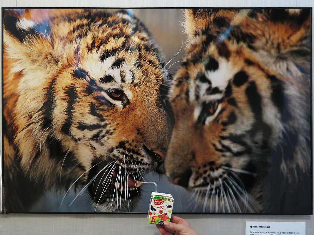Хулиганим на фестивале природы «Первозданная Россия» - ИРЭН@ . Хулиганим на фестивале природы «Первозданная Россия» - ИРЭН@ .