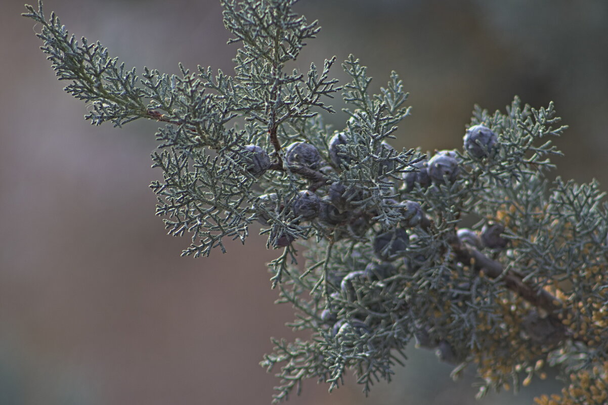 Кипарис аризонский - Giant Tao /