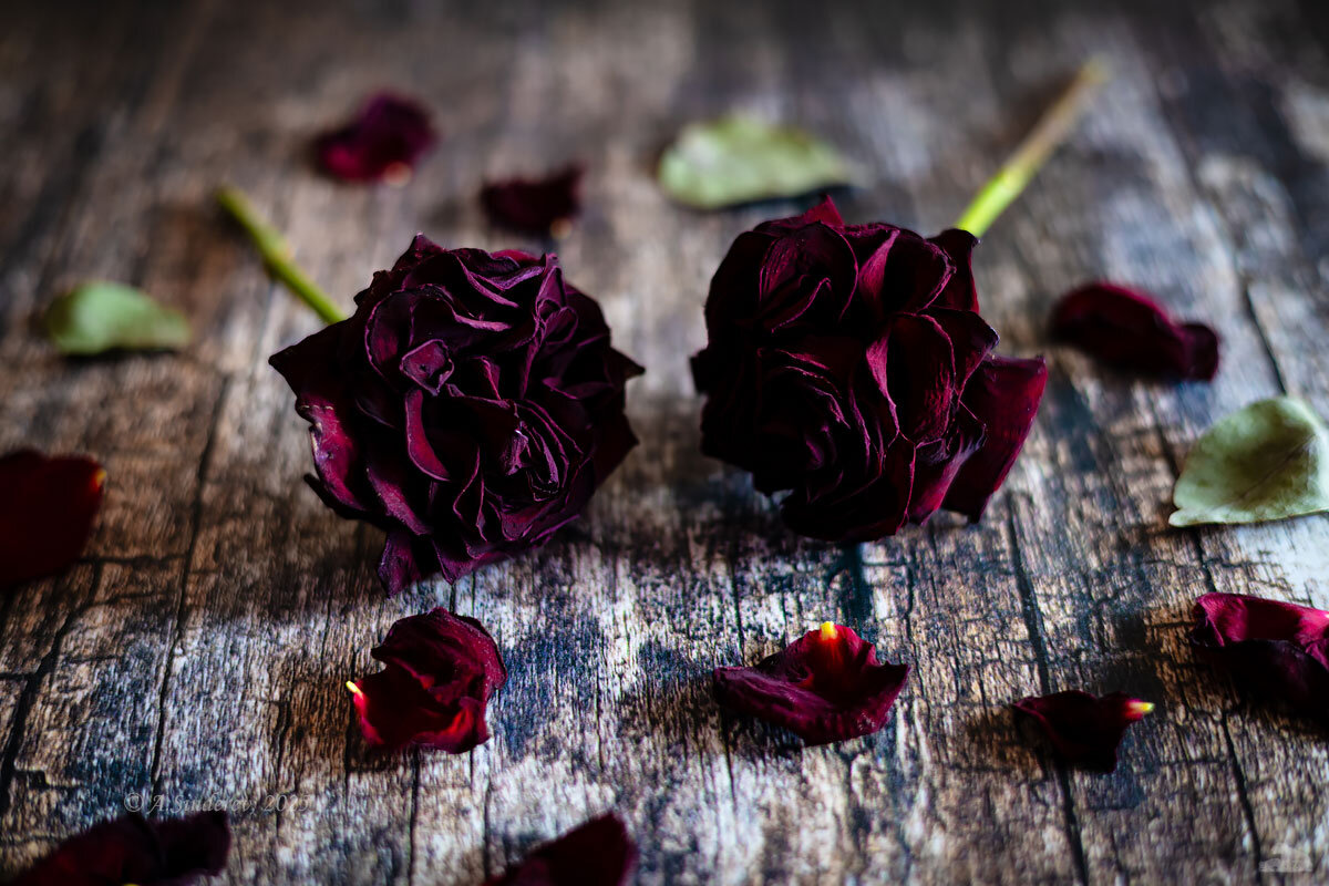 Сухие розы - Александр Синдерёв